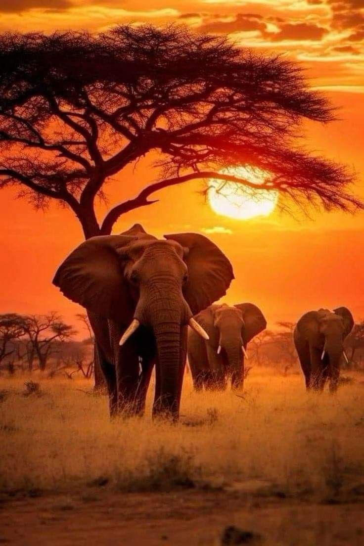 Hwange